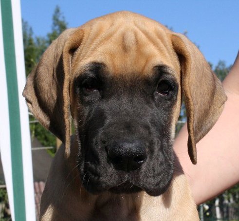 young kiss