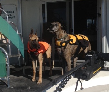 Brindi in her lifevest