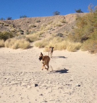 Brindi on Her Beach