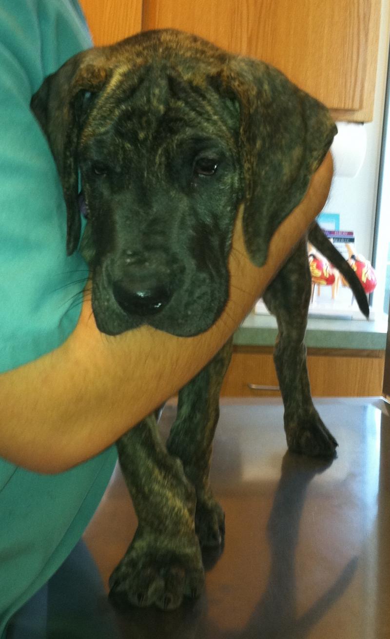 Baby Brindle Boy