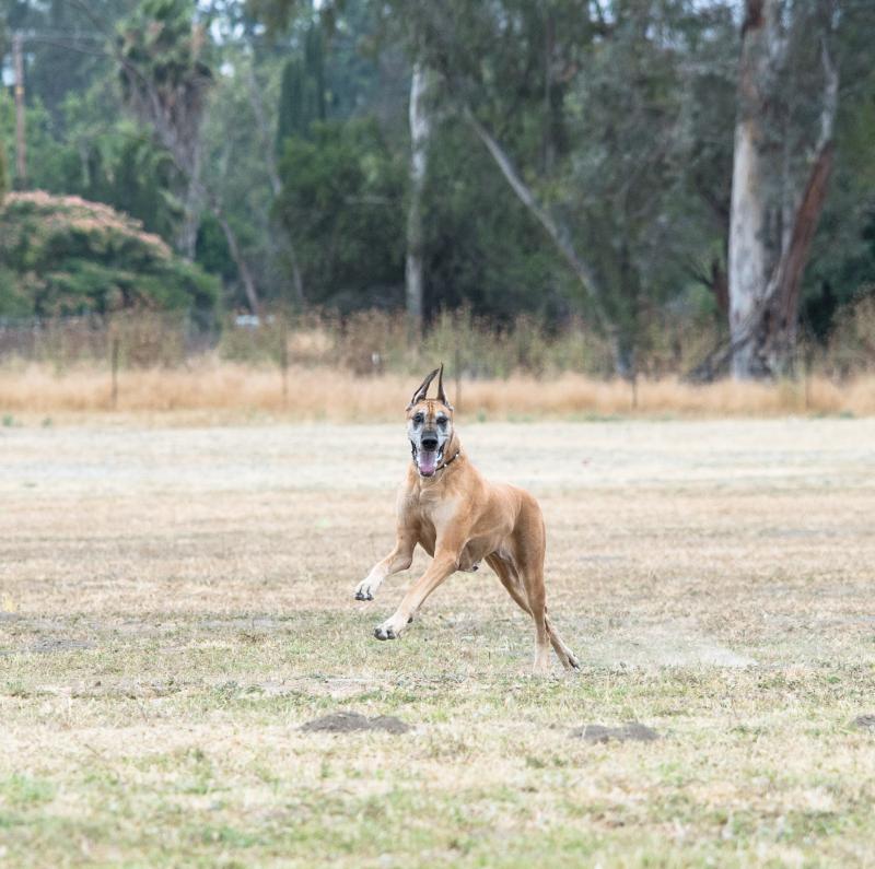 Windy Lure Coursing