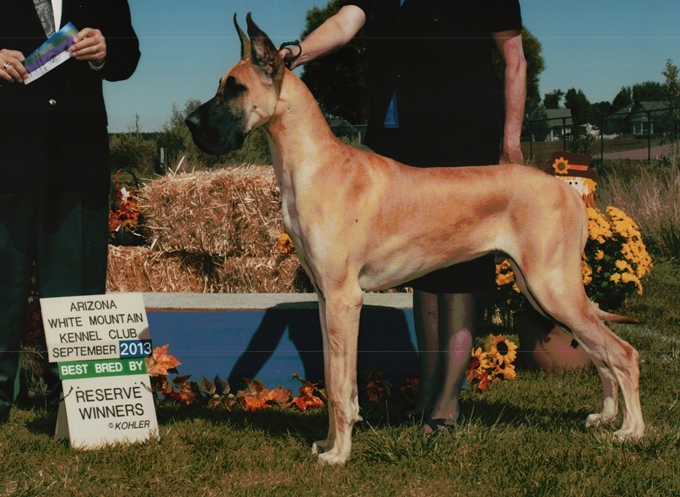 Best of Breed Bred-By 